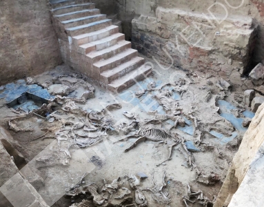 Photograph of the courtyard with animal remains. 2017 Campaign