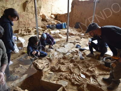 Team of archaeozoologists documenting animal remains